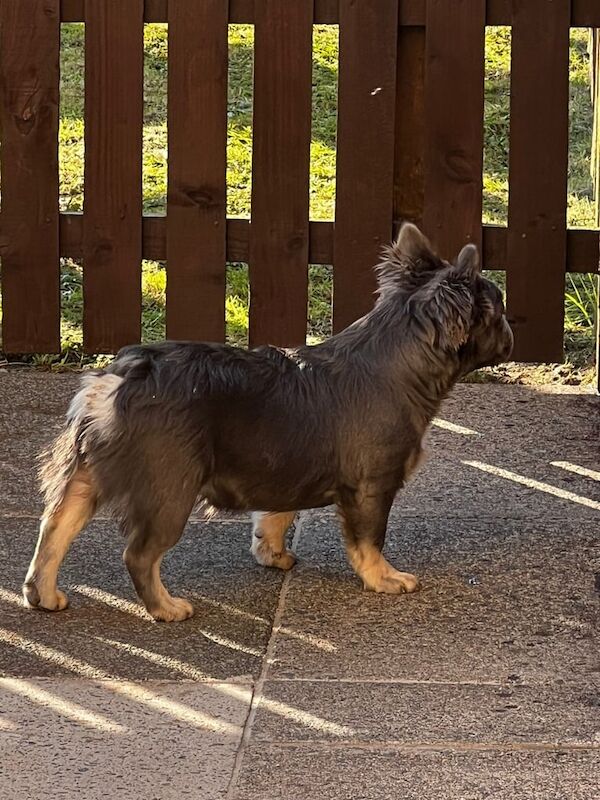 French Bulldog puppies for sale in Greenock, Renfrewshire – 11 months old - Image 3 of 3