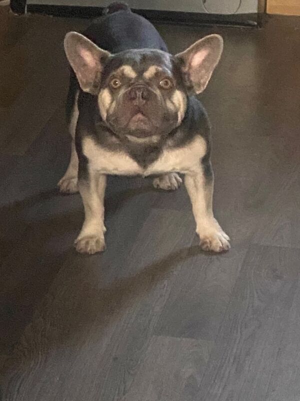 French Bulldog puppies for sale in Seacroft, West Yorkshire – 2 years old