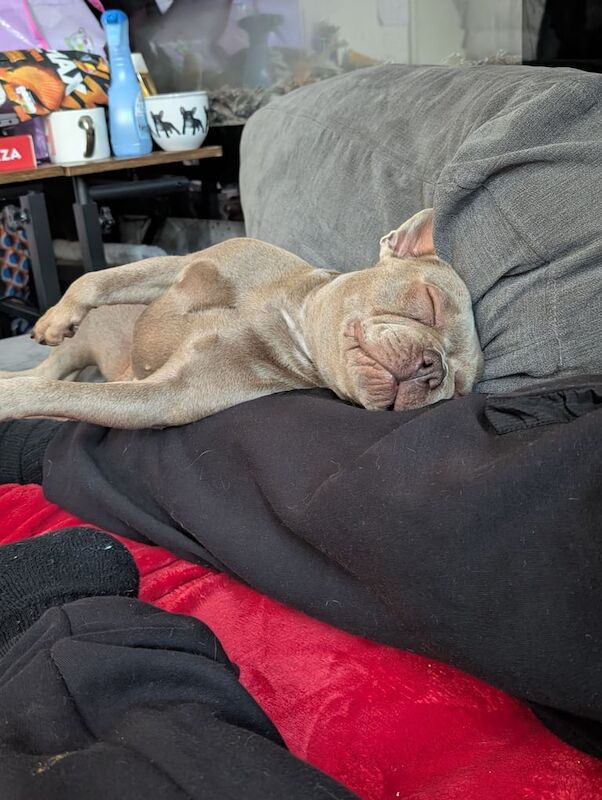 French Bulldog puppies for sale in Radcliffe, Greater Manchester – 2 years old - Image 3 of 3