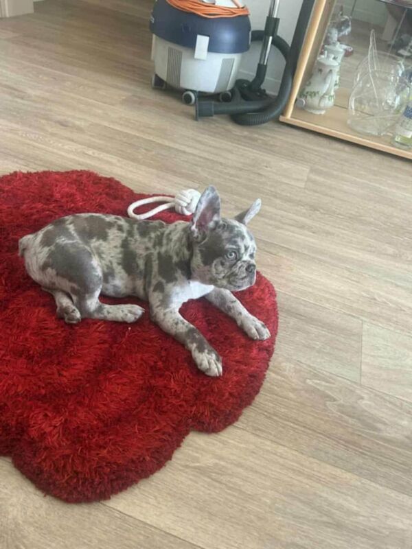 French Bulldog puppies for sale in Bradford, West Yorkshire – 4 months old