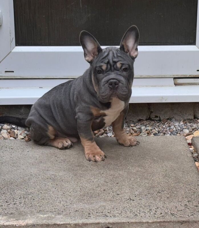 French Bulldog puppies for sale in Streatham, Greater London – 11 weeks old
