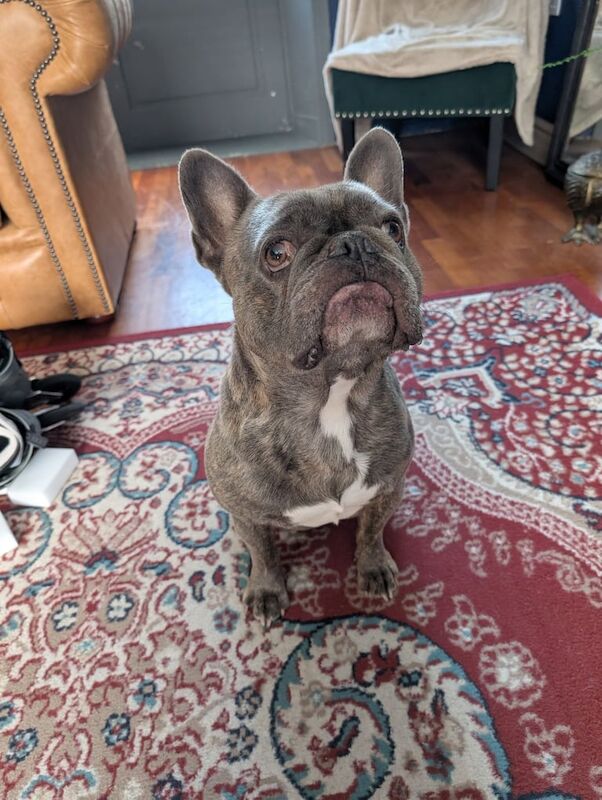 French Bulldog puppies for sale in County Antrim – 6 years old