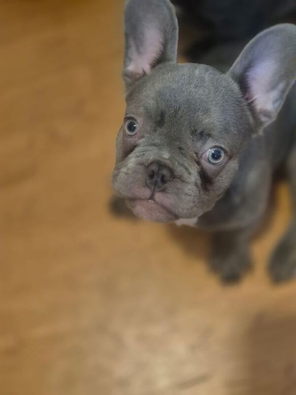 French Bulldog puppies for sale in Wendover, Buckinghamshire – 4 months old