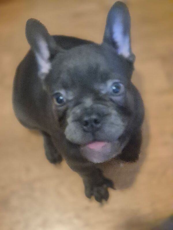 French Bulldog puppies for sale in Wendover, Buckinghamshire – 4 months old - Image 2 of 2