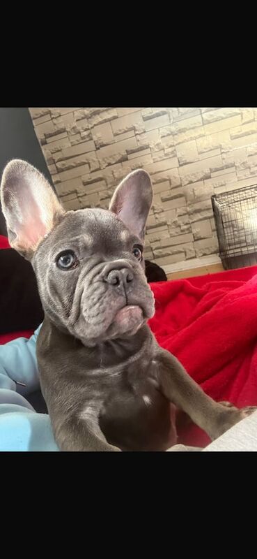 French Bulldog puppies for sale in Glenrothes, Fife – 12 weeks old - Image 2 of 2