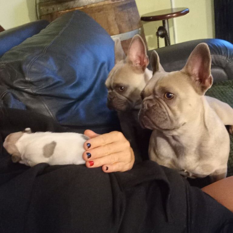 French Bulldog puppies for sale in Harthill, Lanarkshire – 3 weeks old