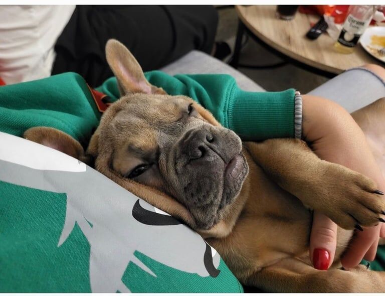 French Bulldog puppies for sale in Craigmillar, City of Edinburgh – 3 years old - Image 2 of 2