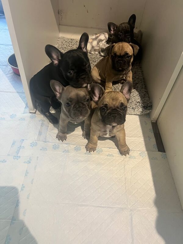 French Bulldog puppies for sale in Holbeach, Lincolnshire – 6 weeks old