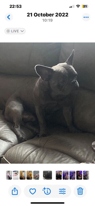 French bulldog for sale in Nottingham, Nottinghamshire