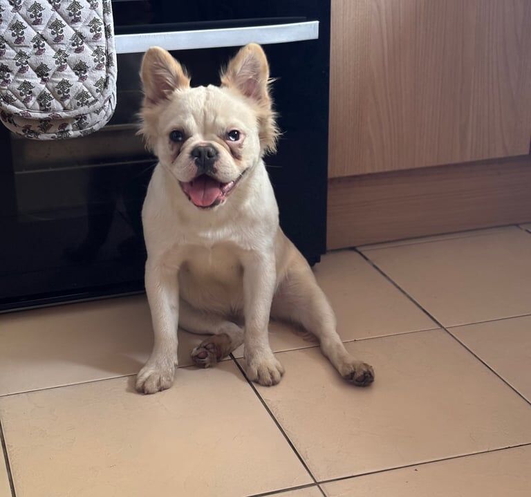 French Bulldog puppies for sale in Croydon, Greater London – 6 months old