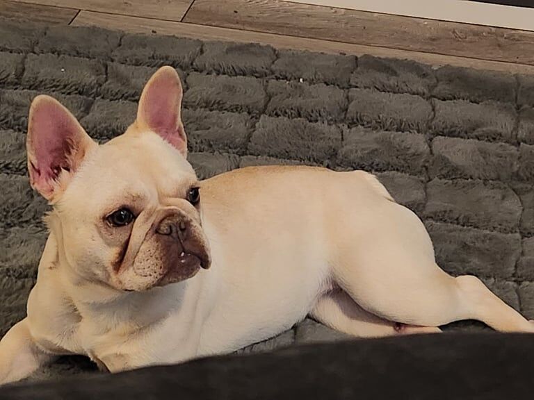 French Bulldog puppies for sale in Salford, Greater Manchester – 3 years old