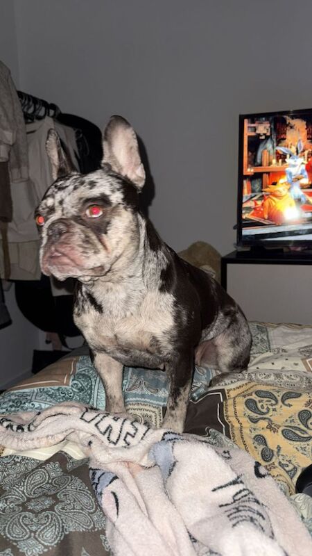 French bulldog for sale in Maidenhead, Berkshire