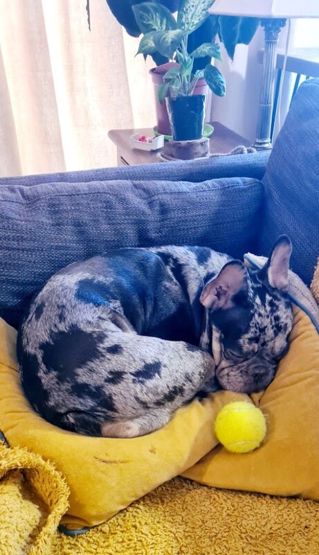 French Bulldog puppies for sale in Maidenhead, Berkshire – 3 years old - Image 2 of 14