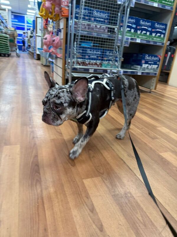 French Bulldog puppies for sale in Maidenhead, Berkshire – 3 years old - Image 3 of 14