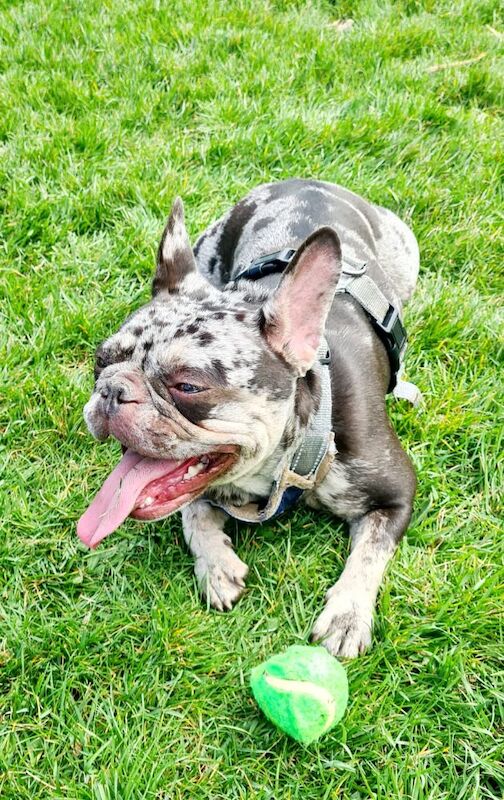 French Bulldog puppies for sale in Maidenhead, Berkshire – 3 years old - Image 4 of 14