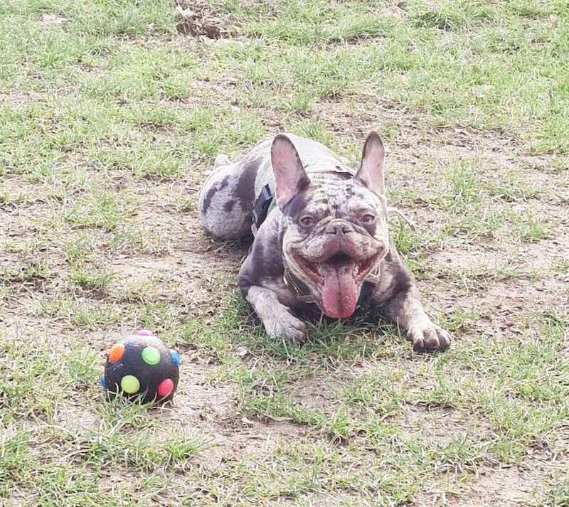 French Bulldog puppies for sale in Maidenhead, Berkshire – 3 years old - Image 5 of 14