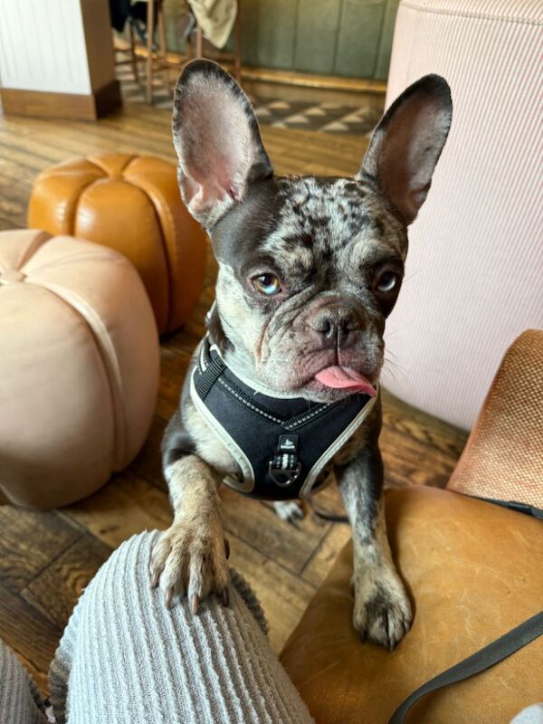 French Bulldog puppies for sale in Maidenhead, Berkshire – 3 years old - Image 6 of 14