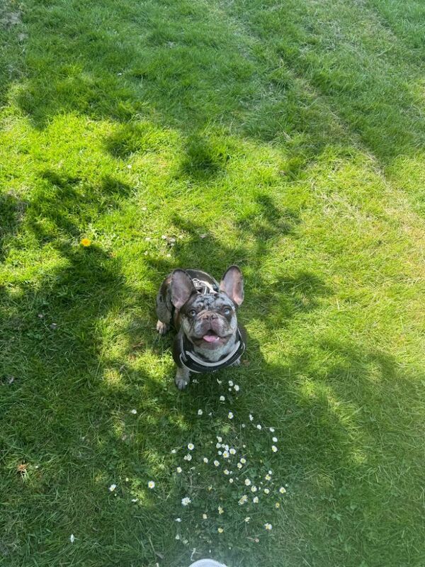 French Bulldog puppies for sale in Maidenhead, Berkshire – 3 years old - Image 7 of 14