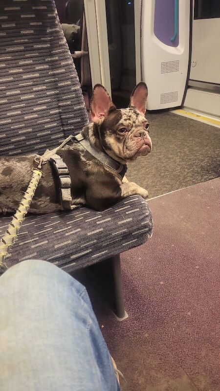 French Bulldog puppies for sale in Maidenhead, Berkshire – 3 years old - Image 8 of 14