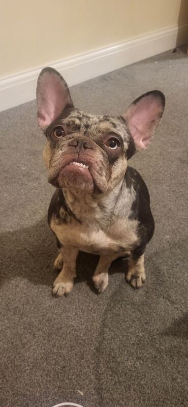 French Bulldog puppies for sale in Maidenhead, Berkshire – 3 years old - Image 10 of 14