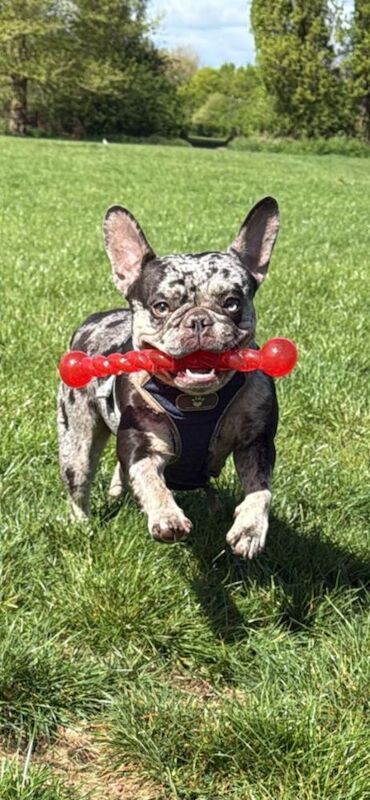 French Bulldog puppies for sale in Maidenhead, Berkshire – 3 years old - Image 11 of 14