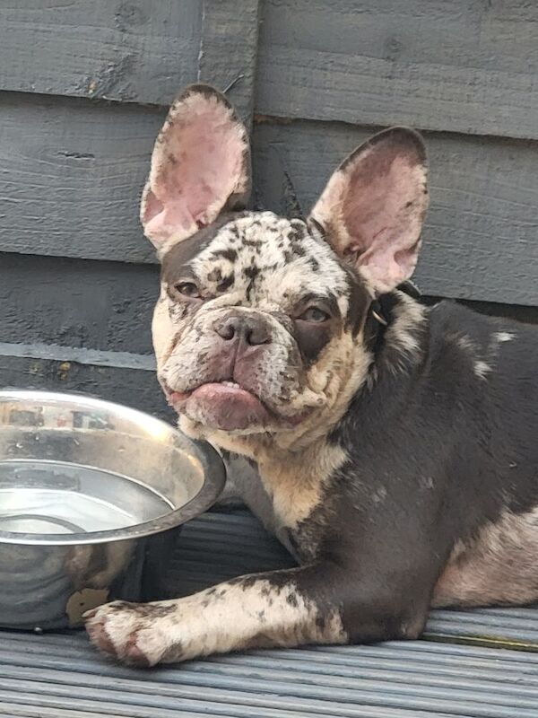 French Bulldog puppies for sale in Maidenhead, Berkshire – 3 years old - Image 12 of 14