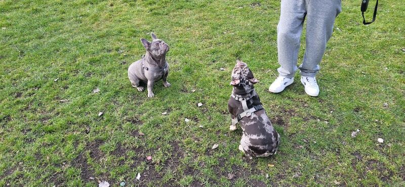 French Bulldog puppies for sale in Maidenhead, Berkshire – 3 years old - Image 13 of 14