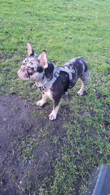 French Bulldog puppies for sale in Maidenhead, Berkshire – 3 years old - Image 14 of 14