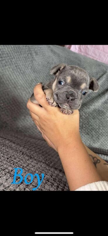 French bulldog - Image 2 of 3