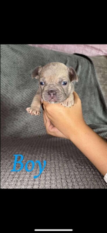 French bulldog - Image 3 of 3