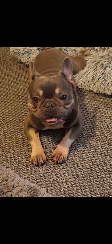 French bulldog - Image 2 of 2