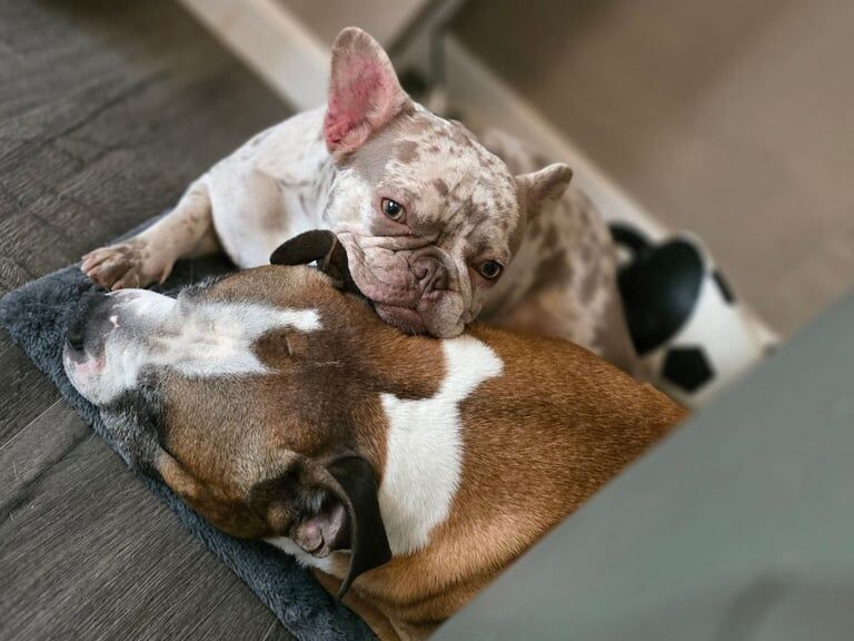 French bulldog - Image 2 of 3