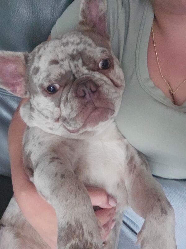 French bulldog - Image 3 of 3