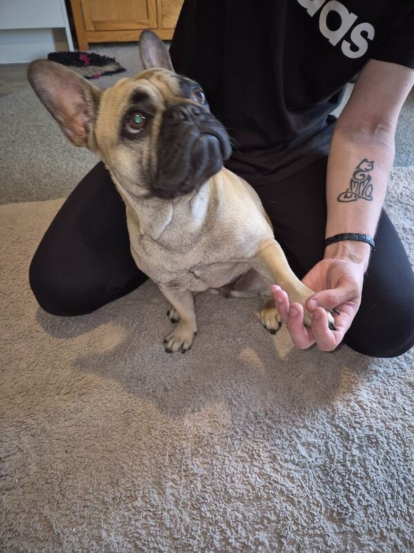 French Bulldog for sale in Coalville, Leicestershire | Image 1