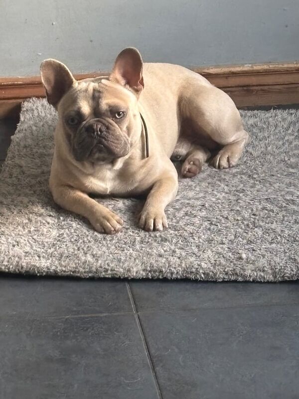 French Bulldog puppies for sale in Coleraine, County Londonderry – KC registered, 1 year old
