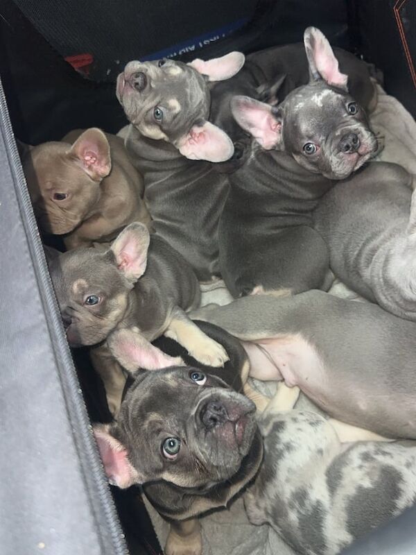 French Bulldog puppies for sale in Leicester, Leicestershire – 11 weeks old - Image 3 of 6