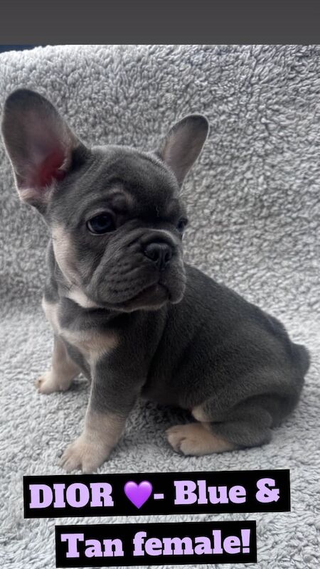 French Bulldog puppies for sale in Leicester, Leicestershire – 11 weeks old - Image 4 of 6