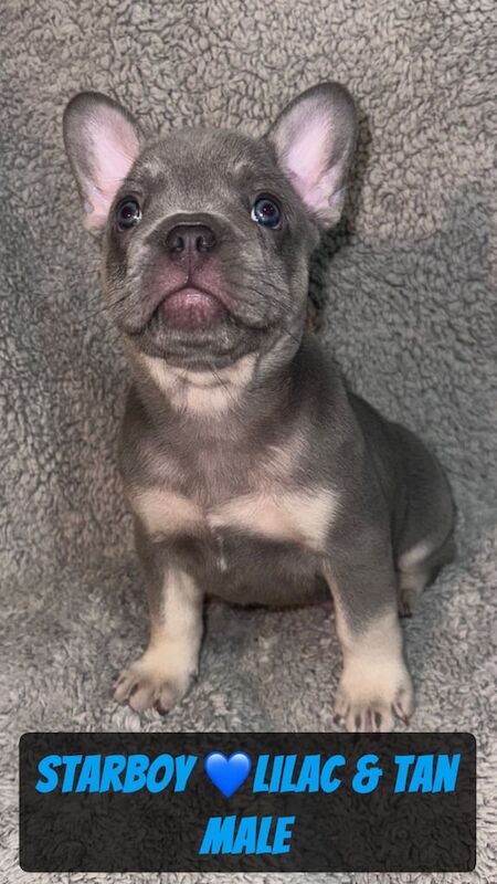 French Bulldog puppies for sale in Leicester, Leicestershire – 11 weeks old - Image 6 of 6