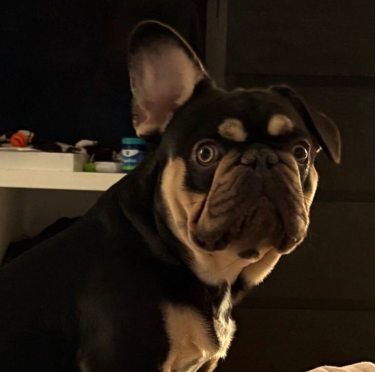 French Bulldog puppies for sale in Wellingborough, Northamptonshire – 1 year old