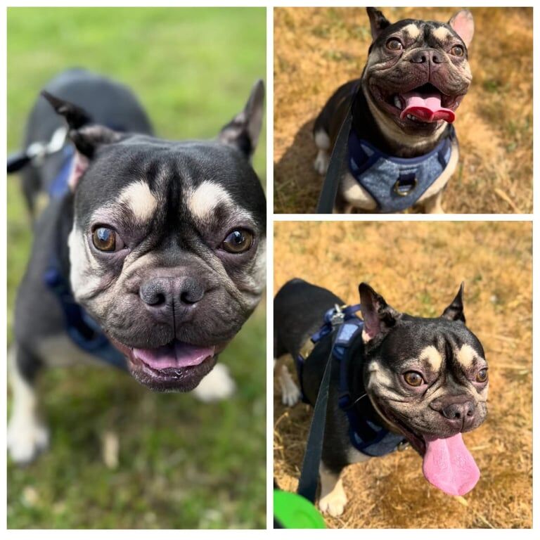 French bulldog - Image 2 of 5