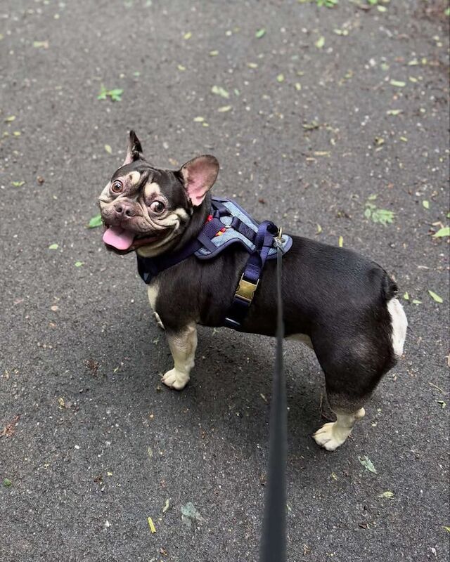 French bulldog - Image 4 of 5