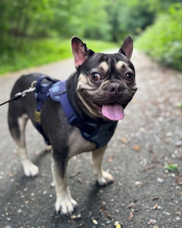 French bulldog - Image 5 of 5