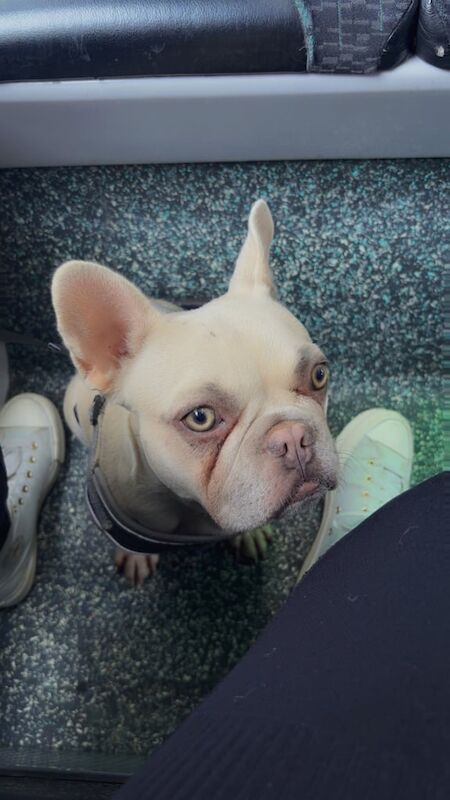 French Bulldog puppies for sale in Nottingham, Nottinghamshire – 1 year old - Image 2 of 3