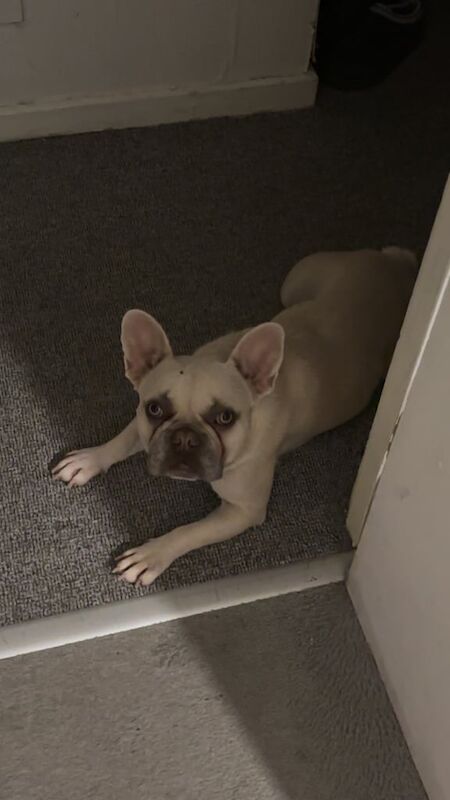 French Bulldog puppies for sale in Nottingham, Nottinghamshire – 1 year old - Image 3 of 3
