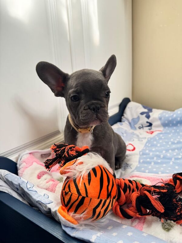 French Bulldog puppies for sale in Crewe, Cheshire – 3 months old