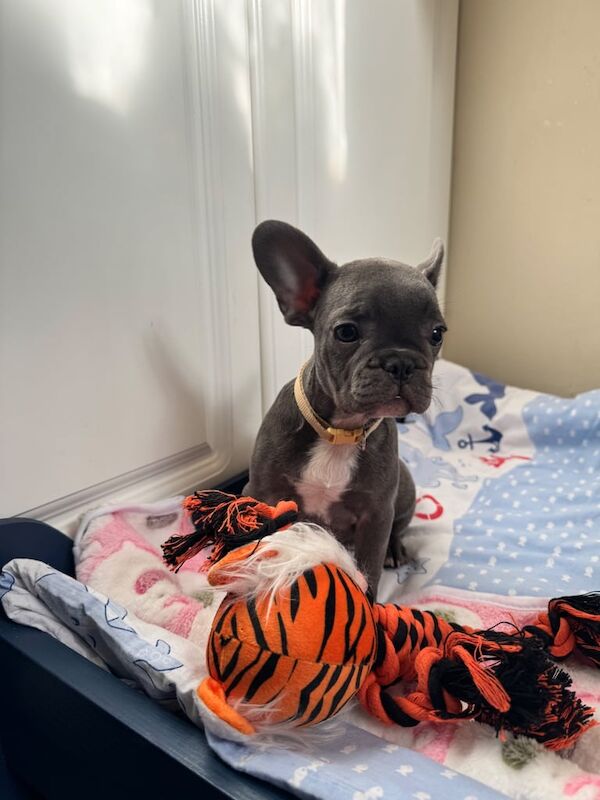 French Bulldog - Image 2 of 4