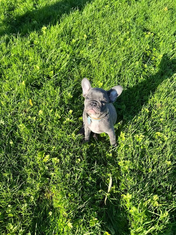 French Bulldog - Image 4 of 4