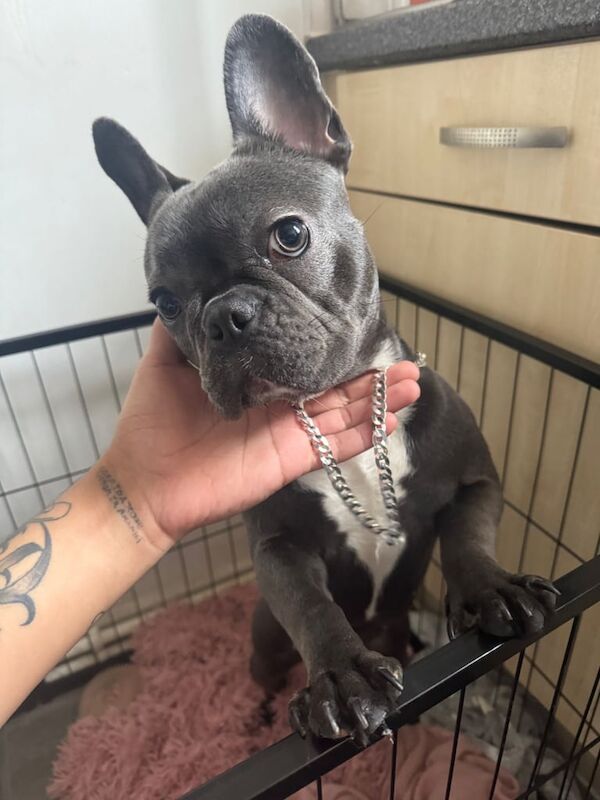 French bulldog - Image 2 of 2