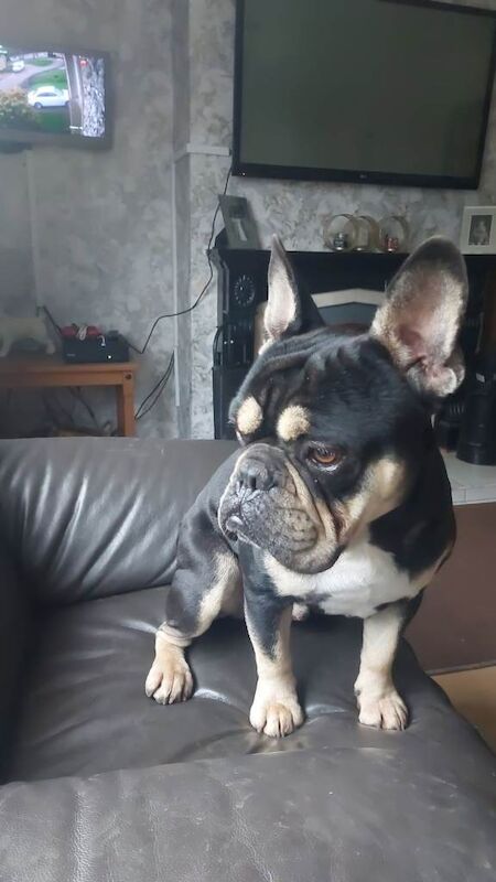 French Bulldog puppies for sale in Dungannon, County Tyrone – 2 years old