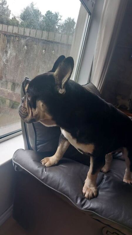 French bulldog - Image 2 of 4